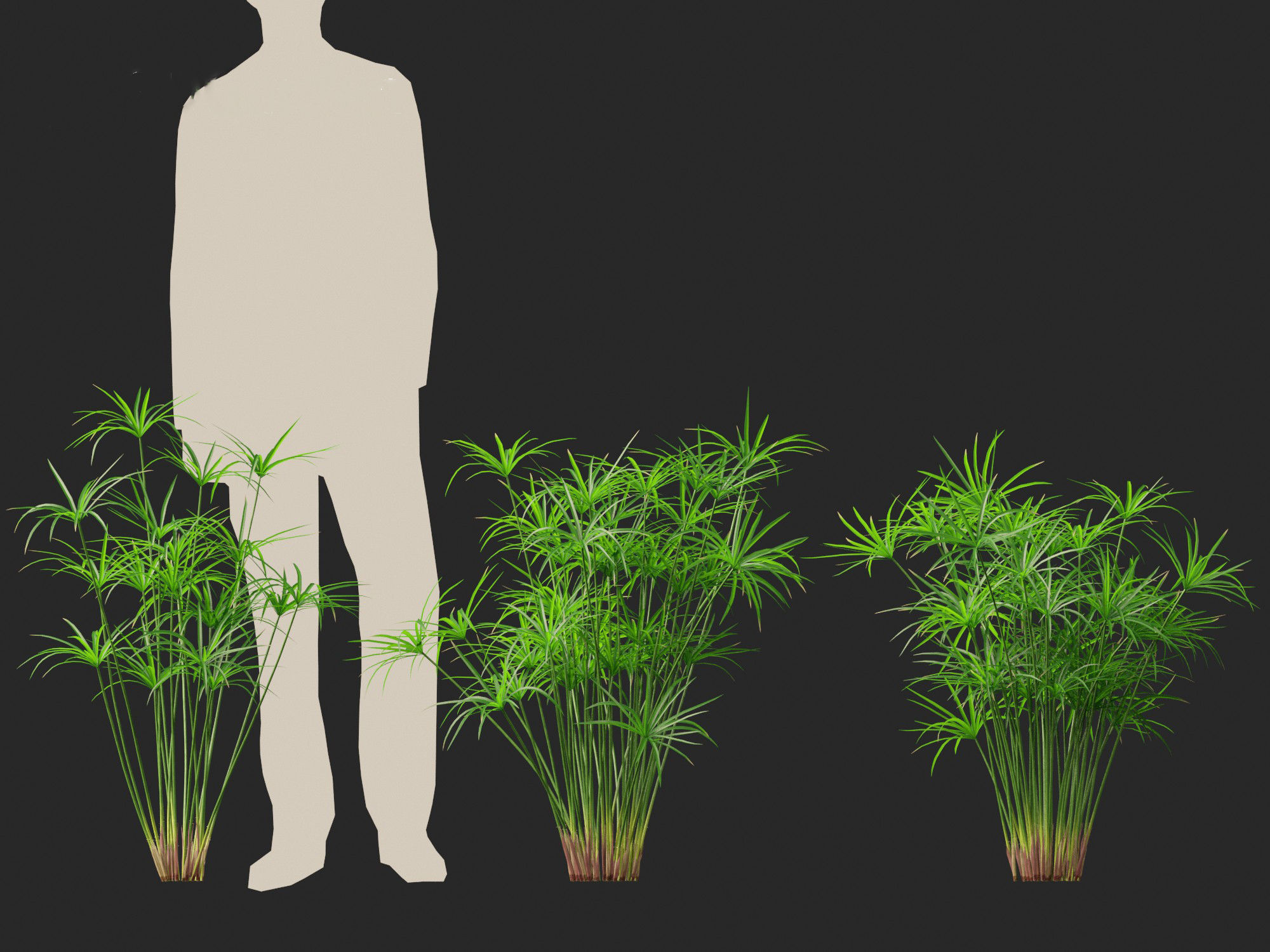 Cyperus alternifolius - Umbrella Sedge 3D model_7