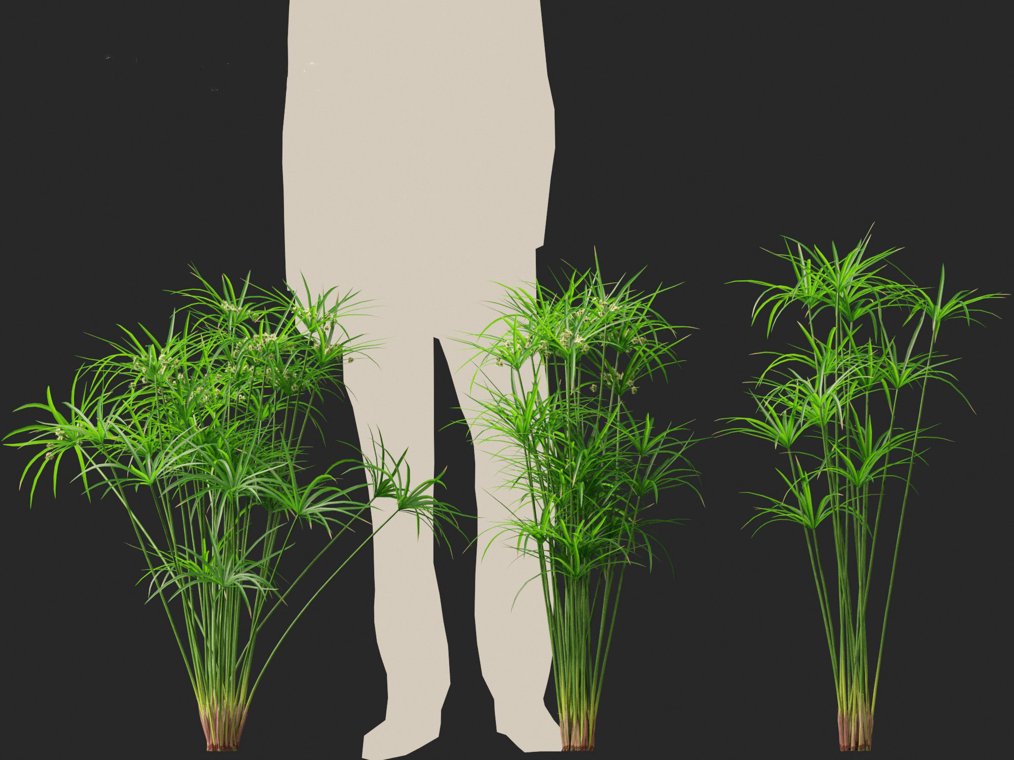 Cyperus alternifolius - Umbrella Sedge 3D model_5
