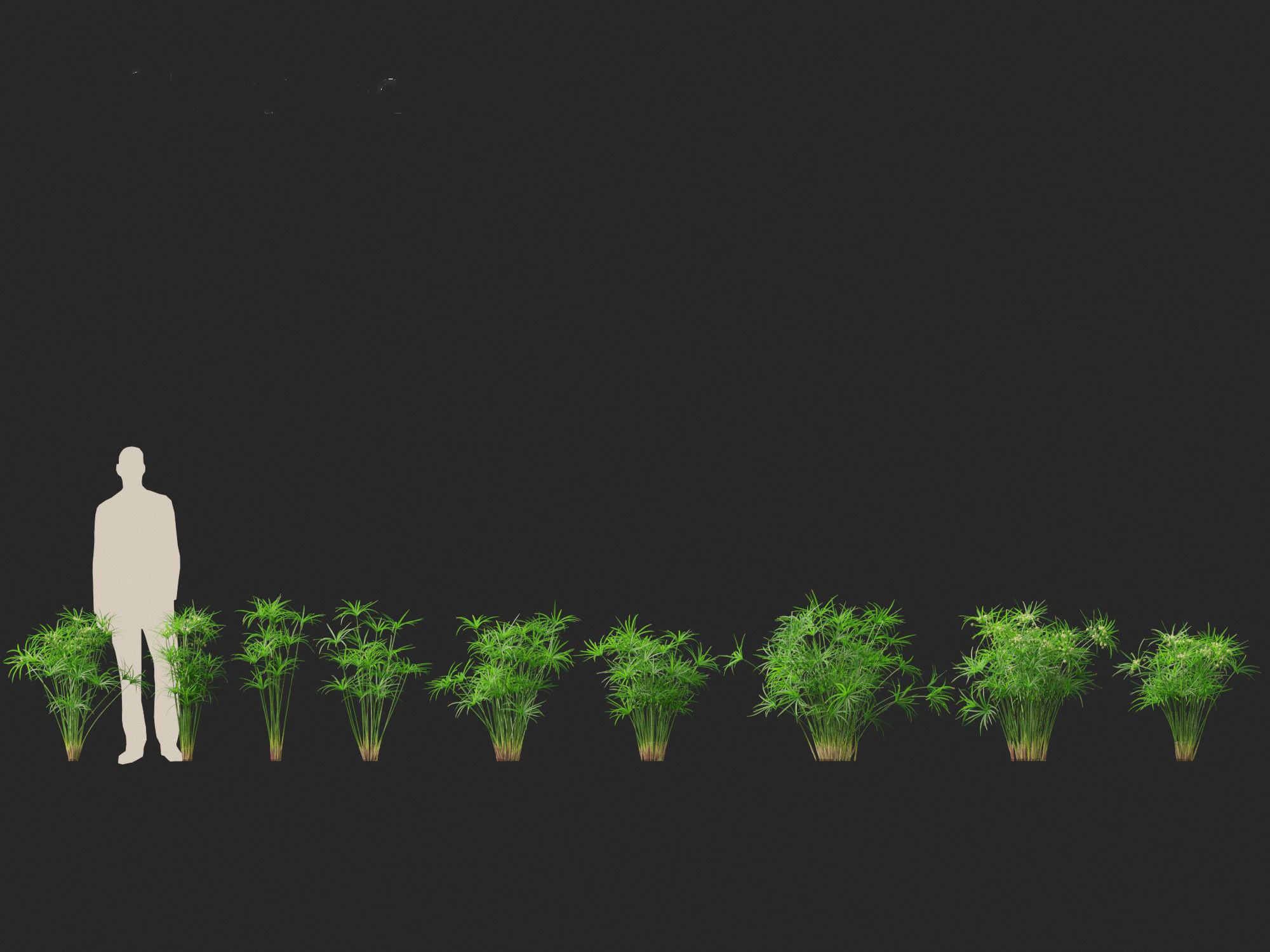 Cyperus alternifolius - Umbrella Sedge 3D model_3