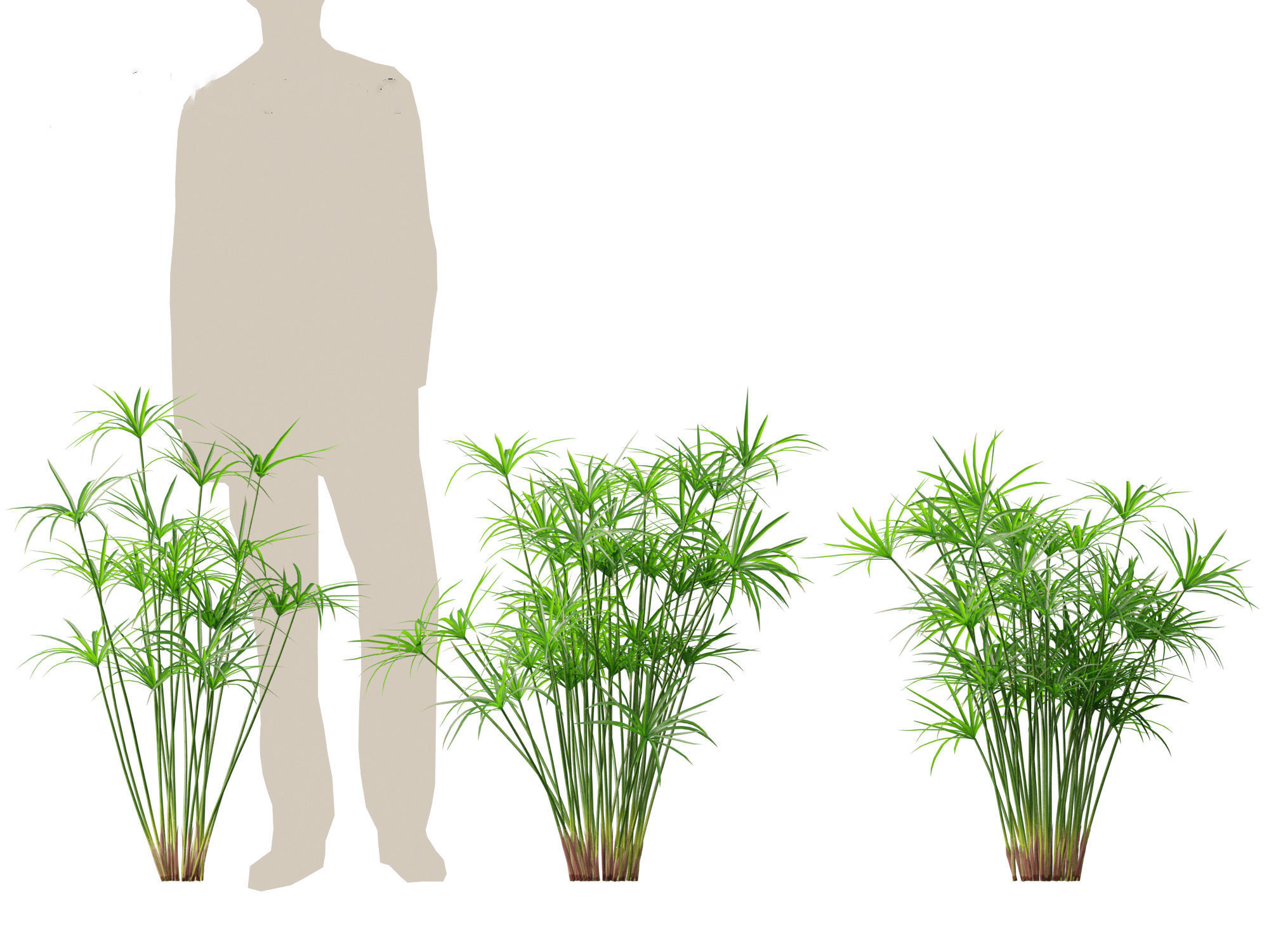 Cyperus alternifolius - Umbrella Sedge 3D model_6