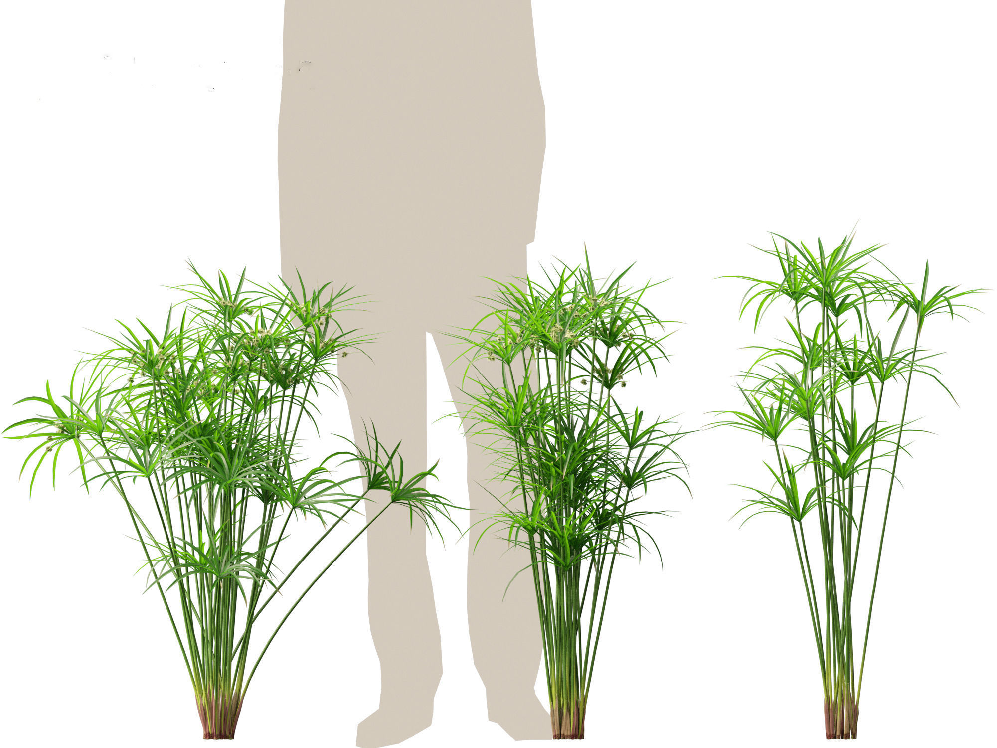Cyperus alternifolius - Umbrella Sedge 3D model_4