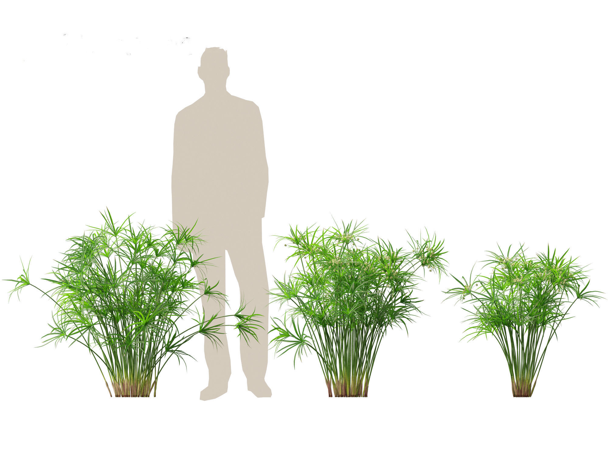 Cyperus alternifolius - Umbrella Sedge 3D model_8