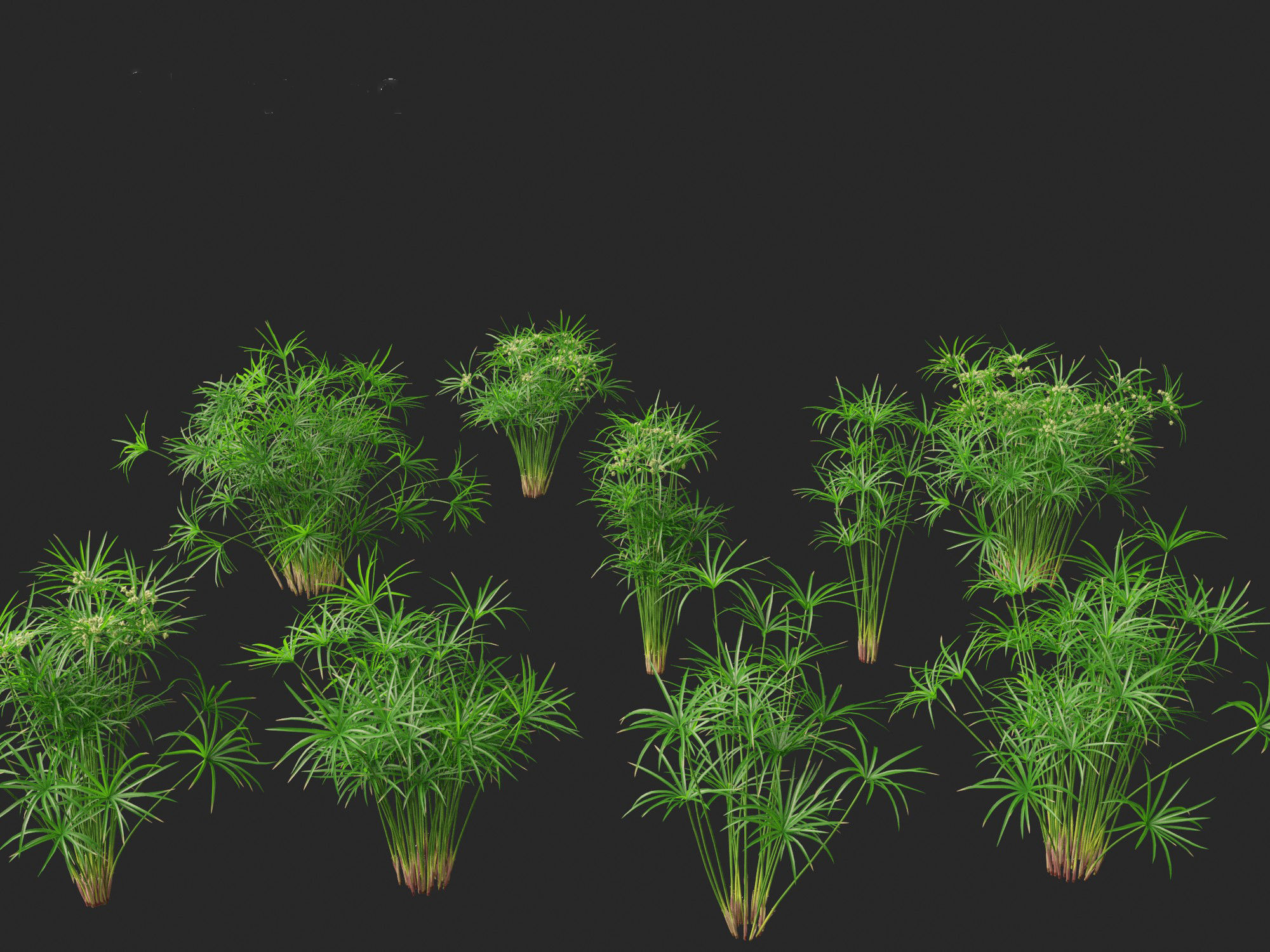 Cyperus alternifolius - Umbrella Sedge 3D model_2