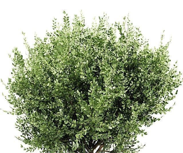  6 Different SETS of Tree SET VOL102 3D Model Collection_12