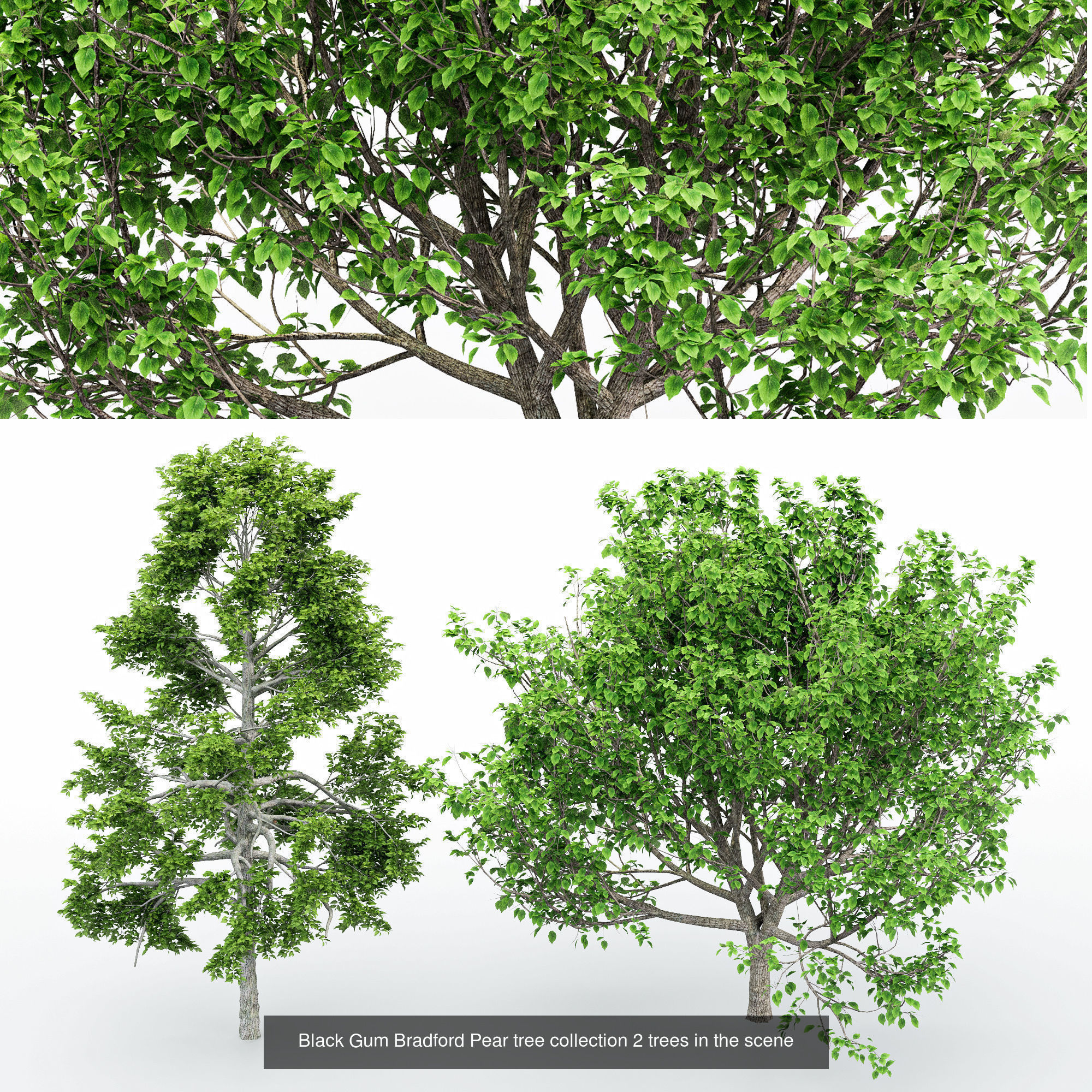  6 Different SETS of Tree SET VOL102 3D Model Collection_6