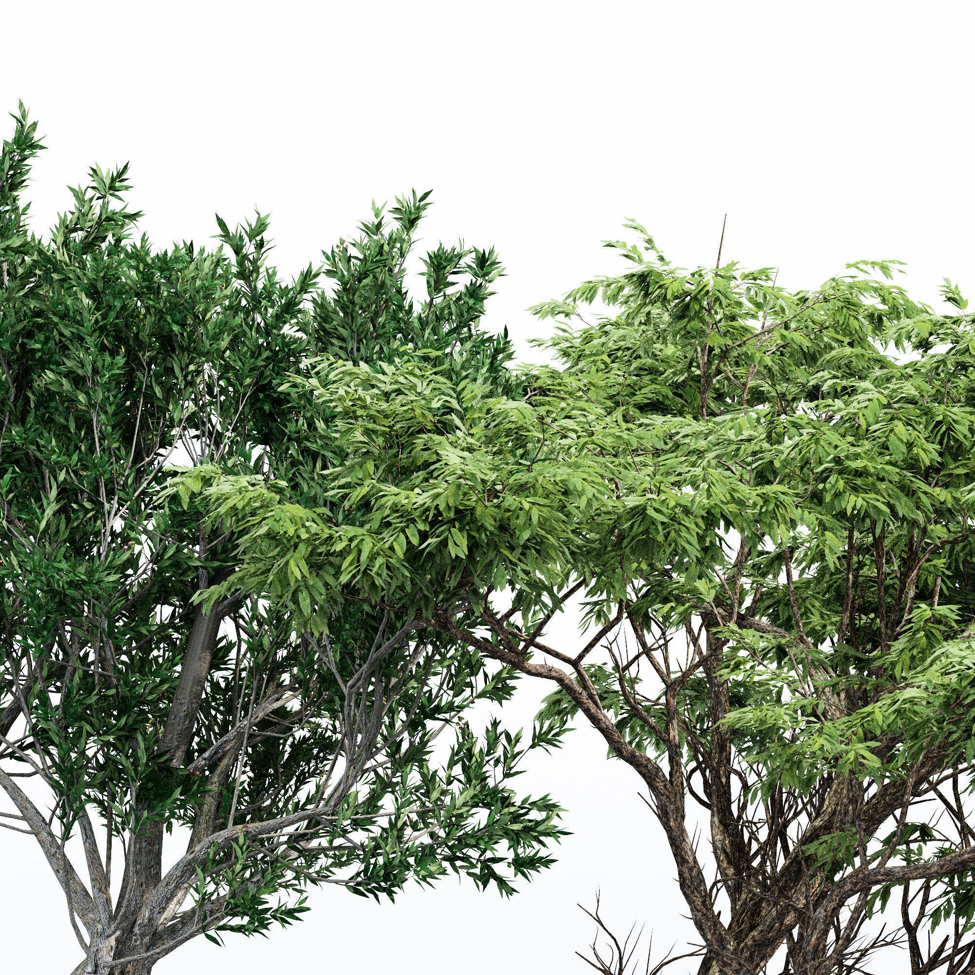  6 Different SETS of Tree SET VOL102 3D Model Collection_11