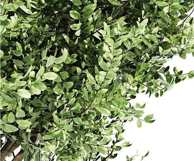  6 Different SETS of Tree SET VOL102 3D Model Collection_9