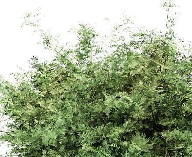  6 Different SETS of Tree SET VOL102 3D Model Collection_10