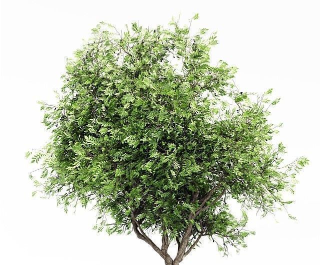  6 Different SETS of Tree SET VOL102 3D Model Collection_8