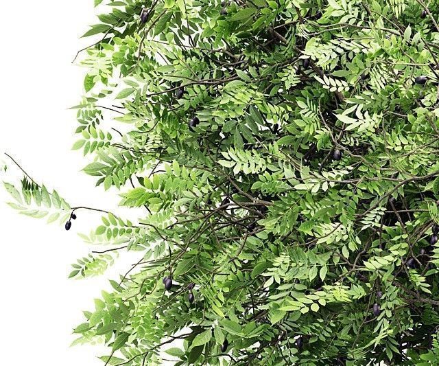  6 Different SETS of Tree SET VOL102 3D Model Collection_13