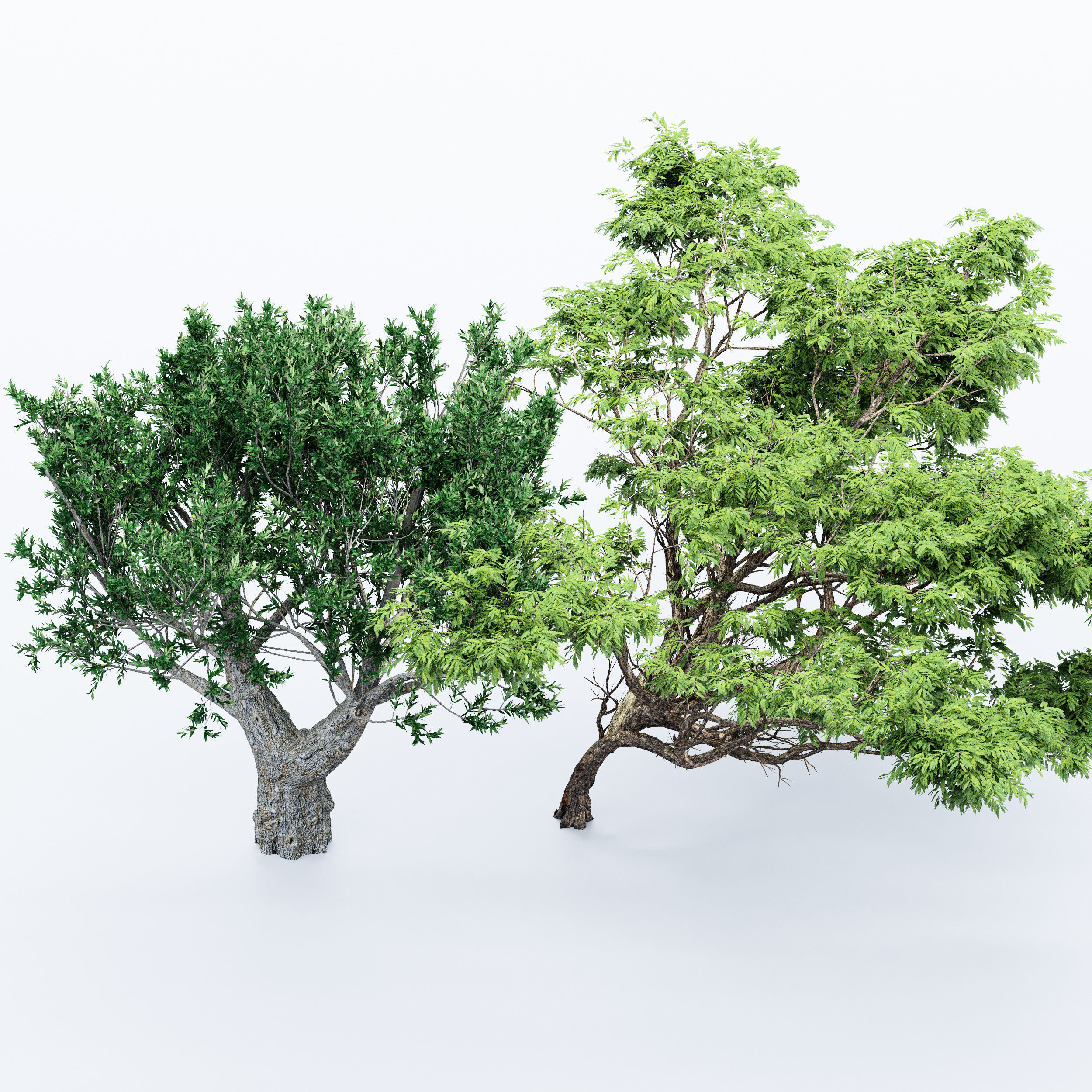 6 Different SETS of Tree SET VOL102 3D Model Collection_16