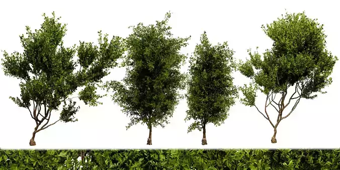 Collection plant vol 536 - blender model 