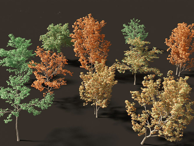Butterfly japanese maple - Acer palmatum Butterfly 3D model