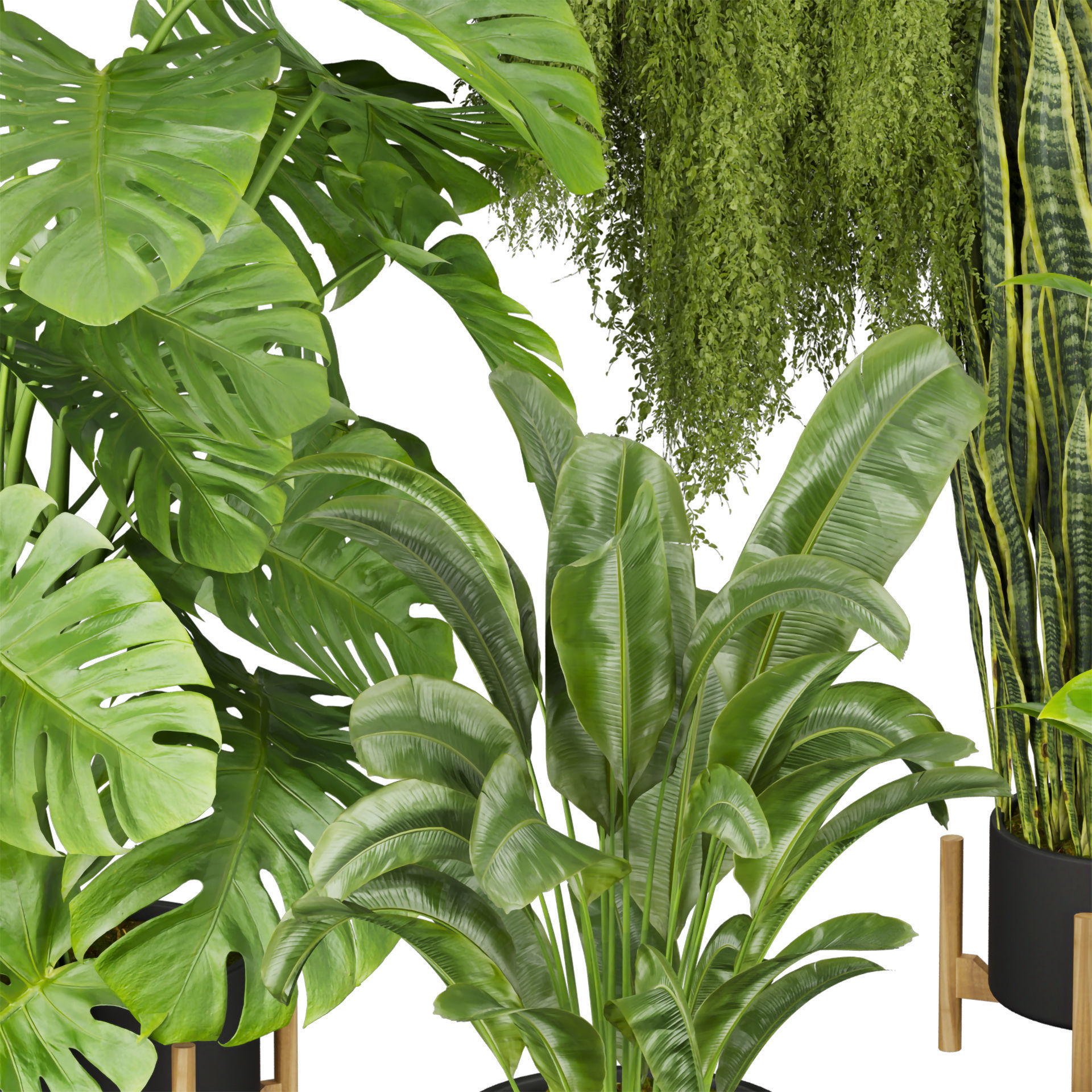 Collection plant vol 537 - banana - peace lily - palm - hanging  3D model_3