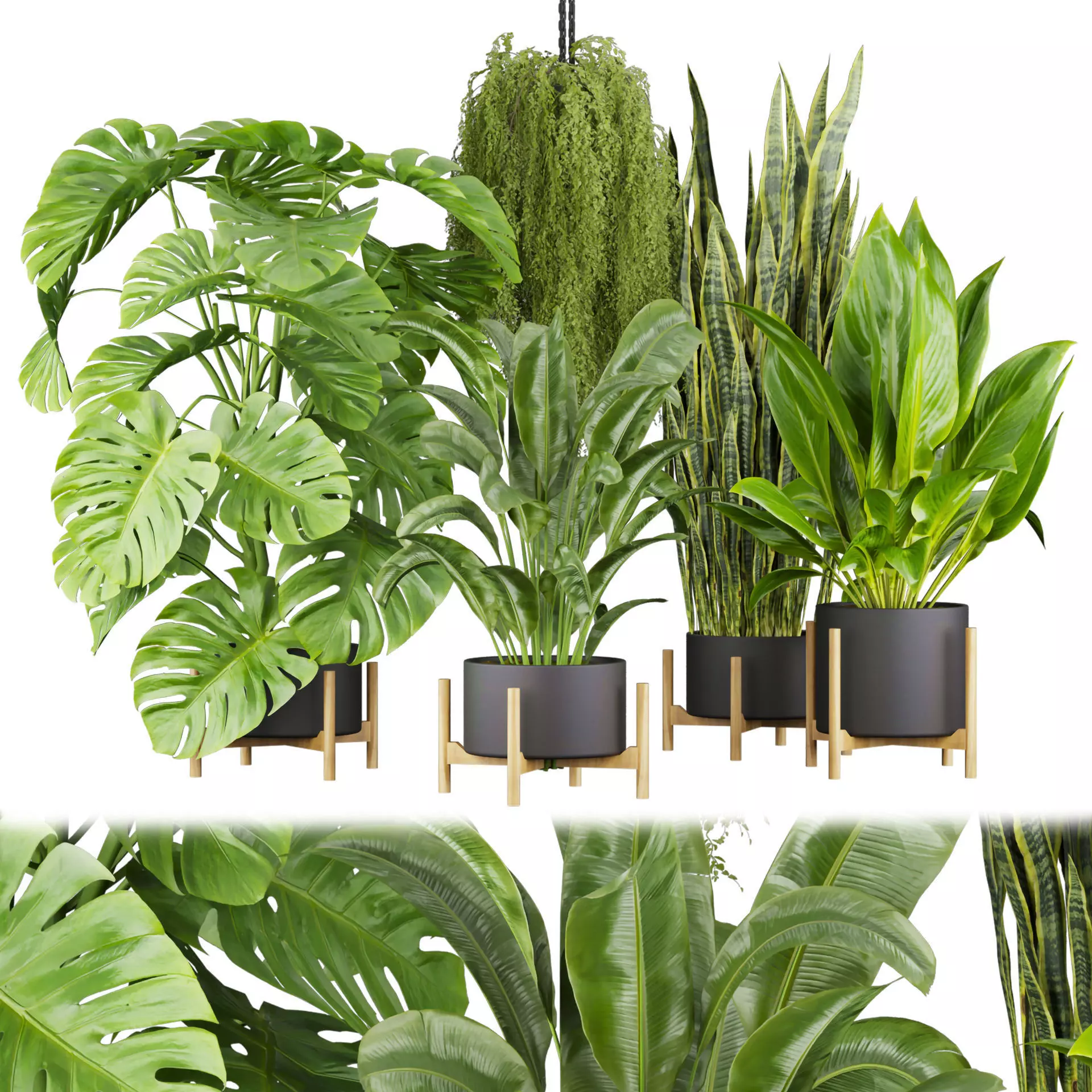 Collection plant vol 537 - banana - peace lily - palm - hanging  3D model_0