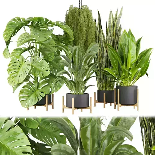 Collection plant vol 537 - banana - peace lily - palm - hanging 