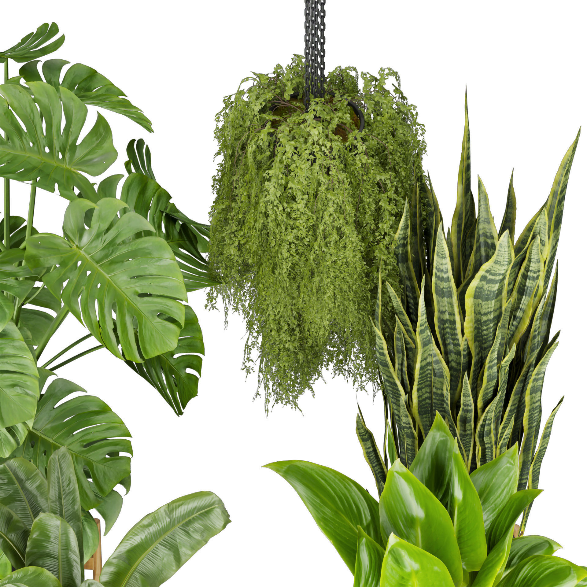 Collection plant vol 537 - banana - peace lily - palm - hanging  3D model_2
