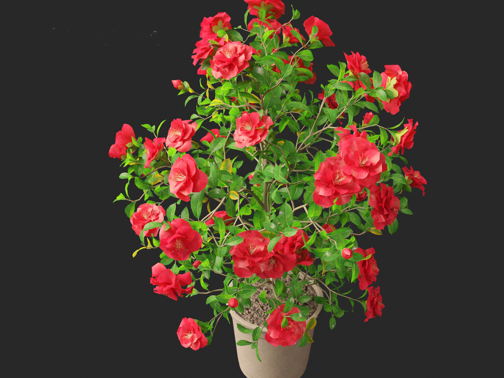 Camellia japonica - Japanese camellia 01 3D model_7