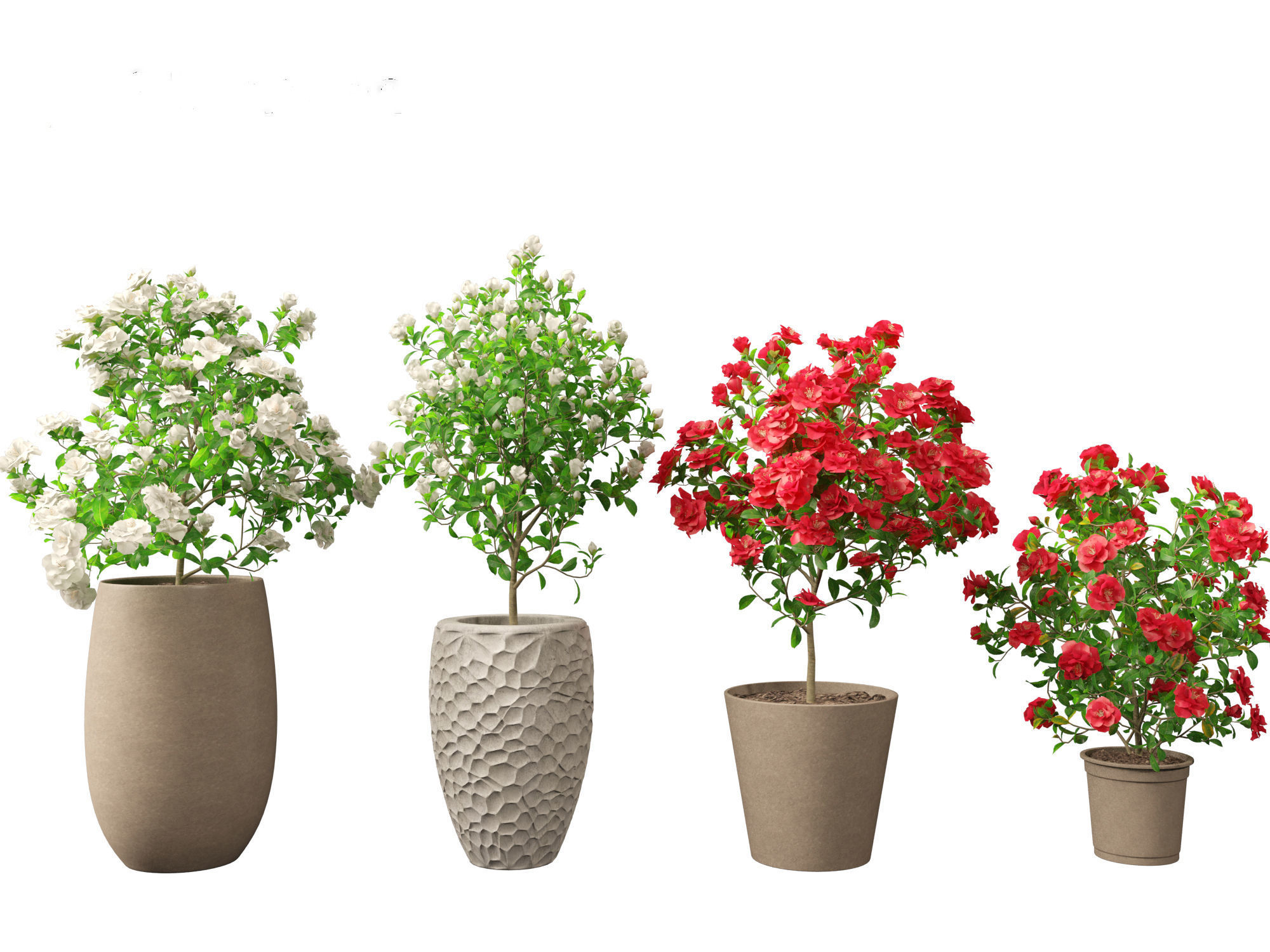 Camellia japonica - Japanese camellia 01 3D model_3