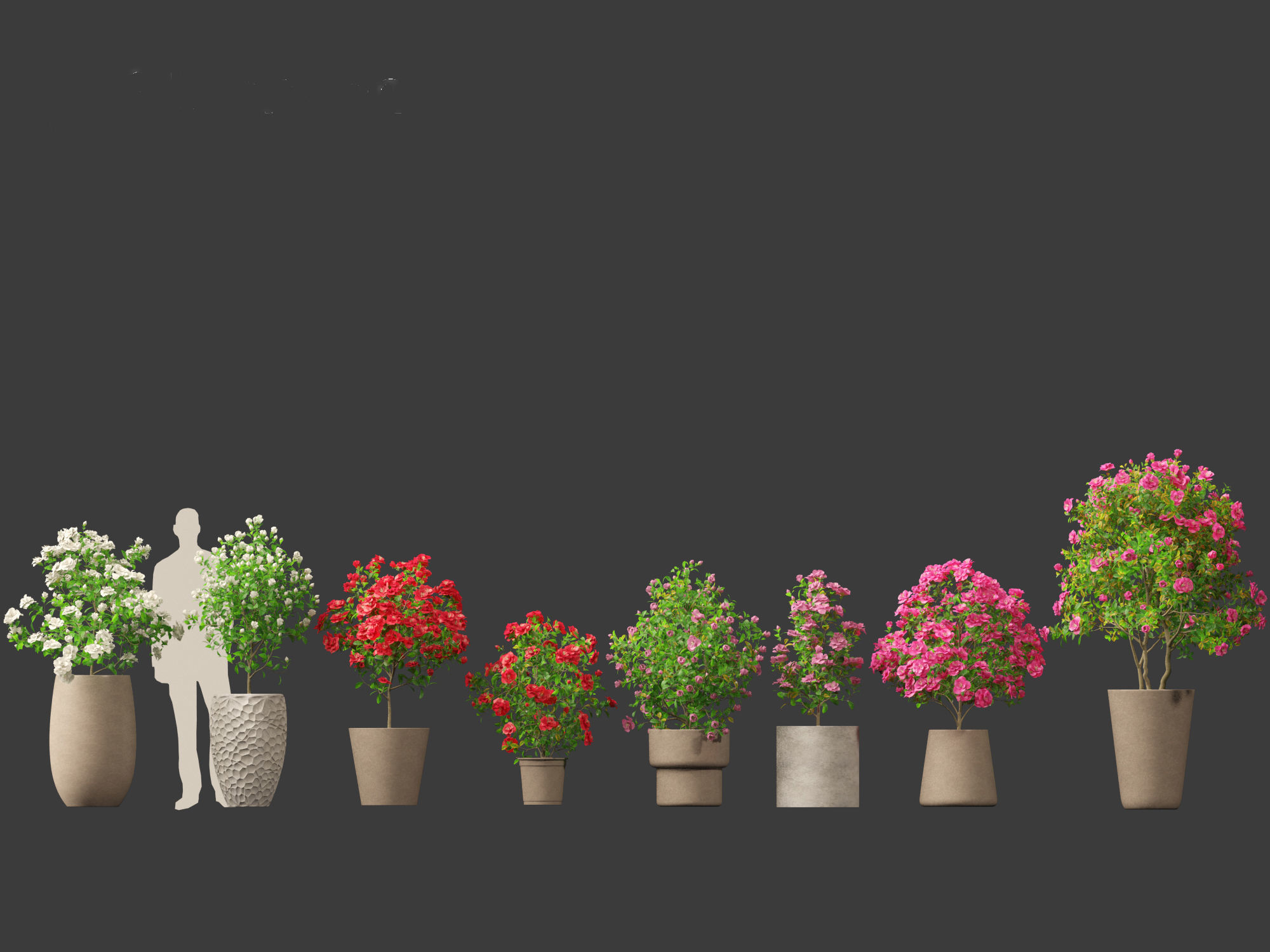 Camellia japonica - Japanese camellia 01 3D model_2