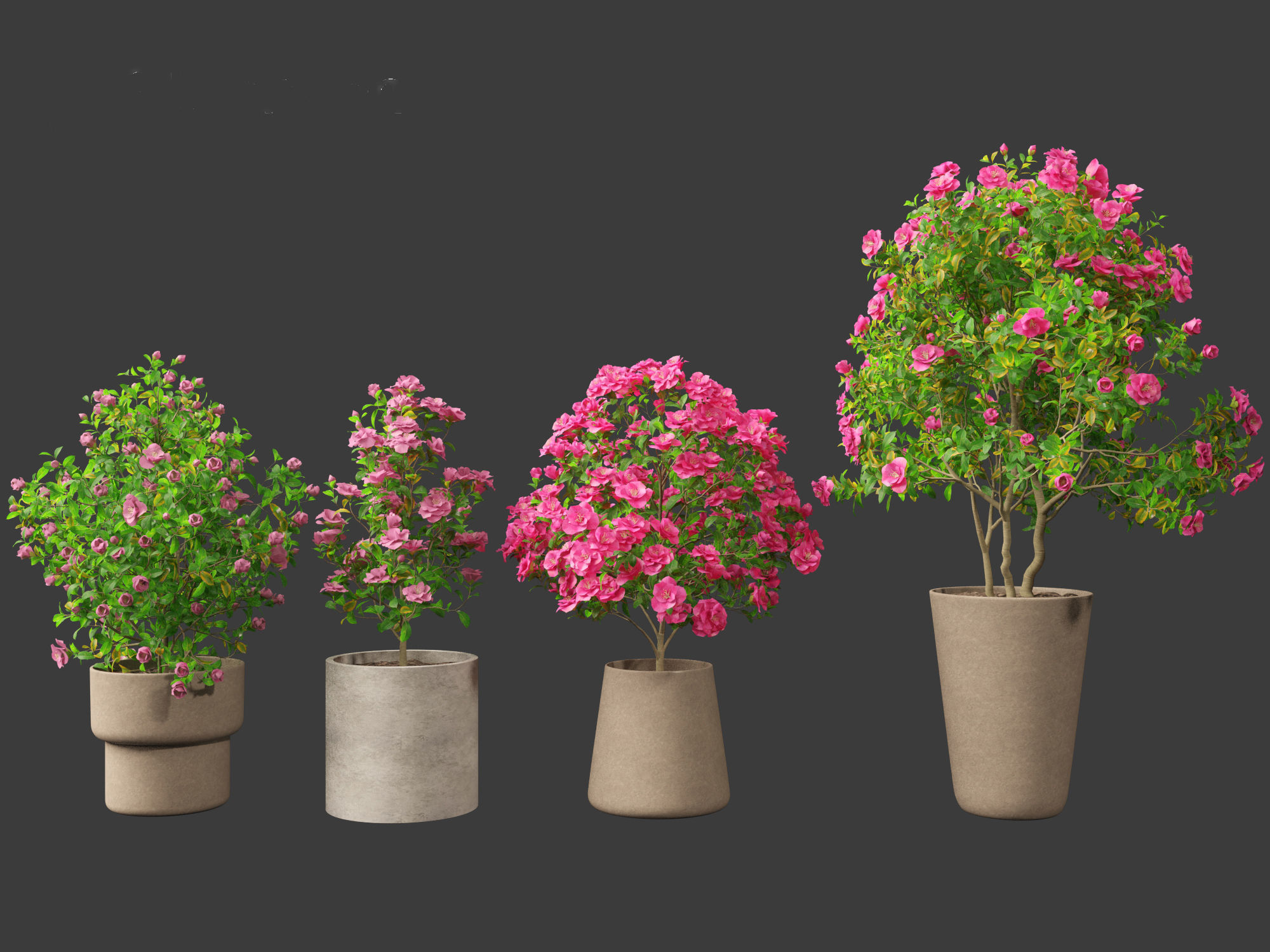 Camellia japonica - Japanese camellia 01 3D model_6