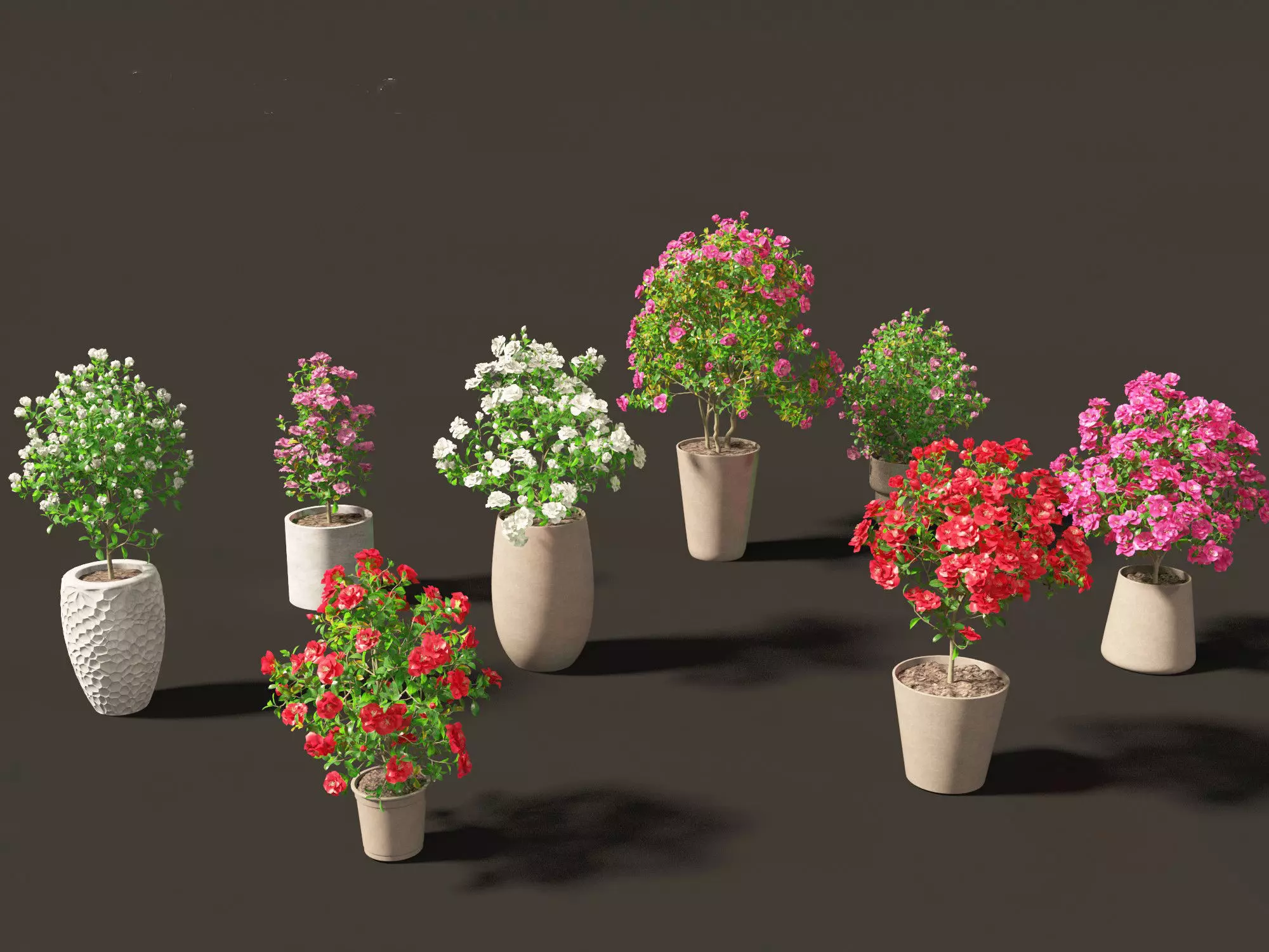 Camellia japonica - Japanese camellia 01 3D model_0