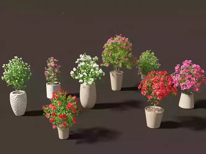 Camellia japonica - Japanese camellia 01