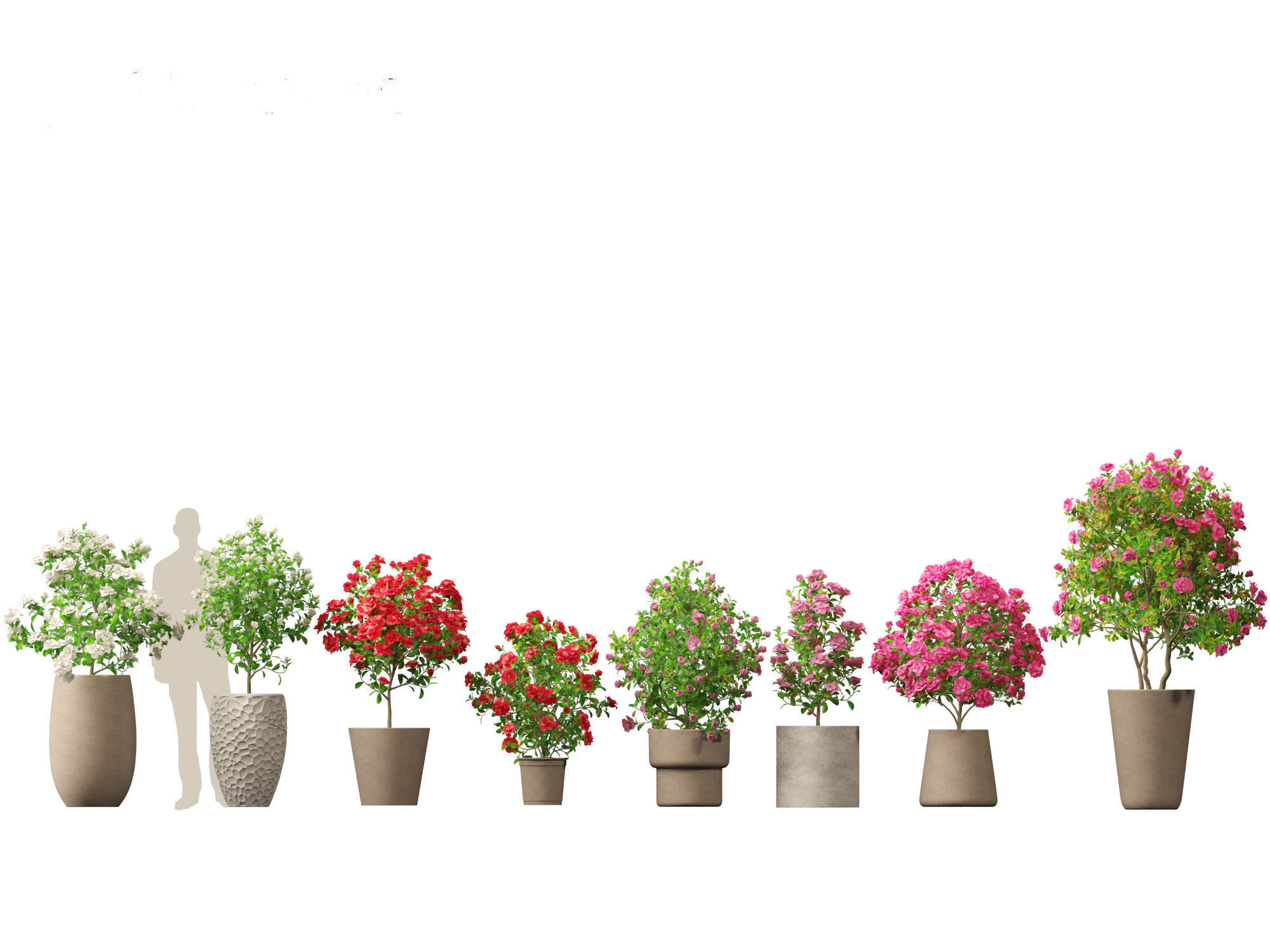 Camellia japonica - Japanese camellia 01 3D model_1