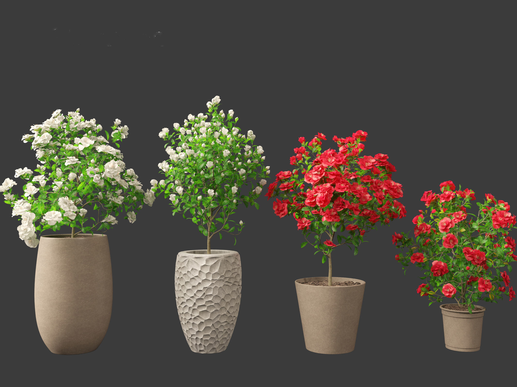 Camellia japonica - Japanese camellia 01 3D model_4