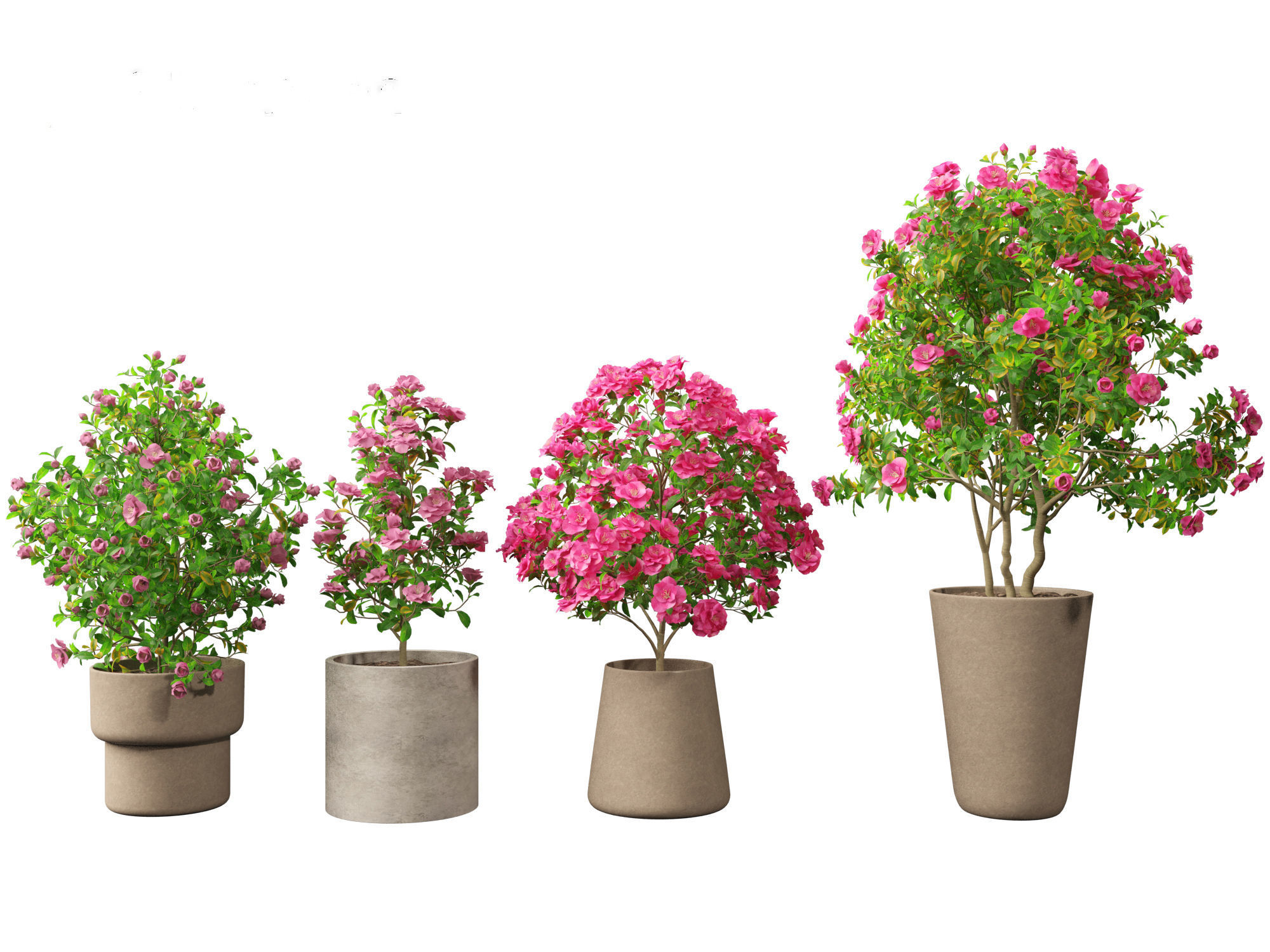 Camellia japonica - Japanese camellia 01 3D model_5