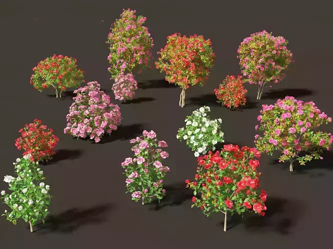 Camellia japonica - Japanese camellia 02