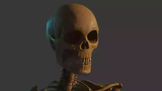 Skeleton with Armature Rigged