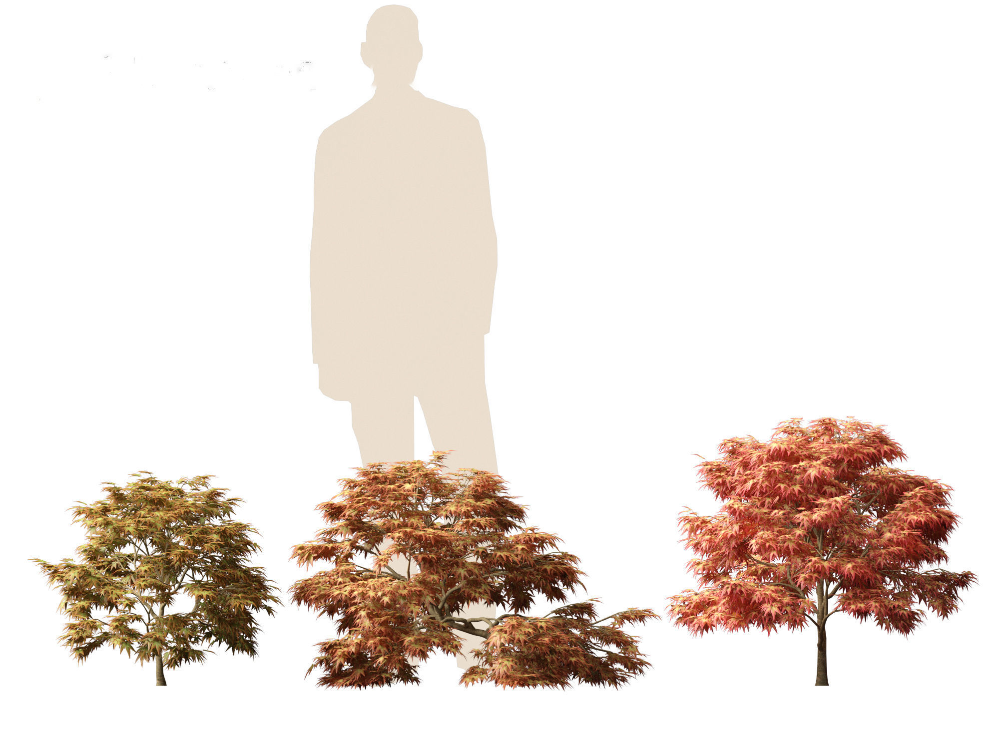 Kiyohime japanese maple - Spreading Japanese Maple 3D model_7