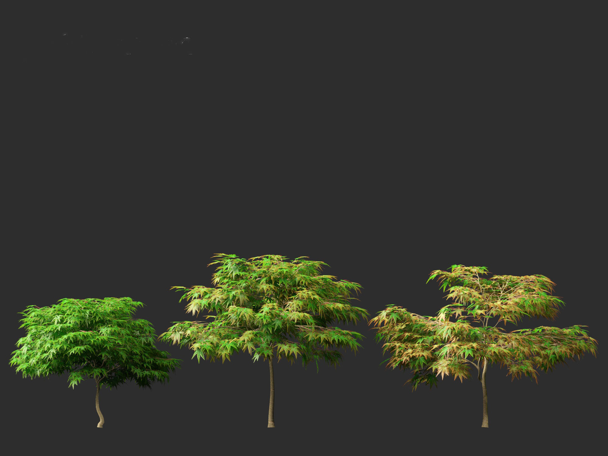 Kiyohime japanese maple - Spreading Japanese Maple 3D model_6