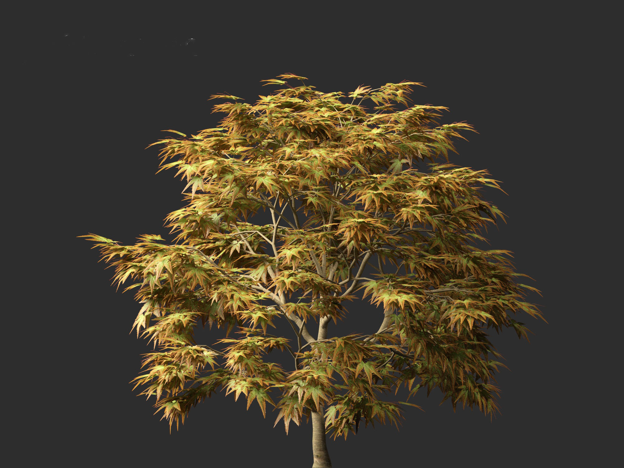 Kiyohime japanese maple - Spreading Japanese Maple 3D model_1