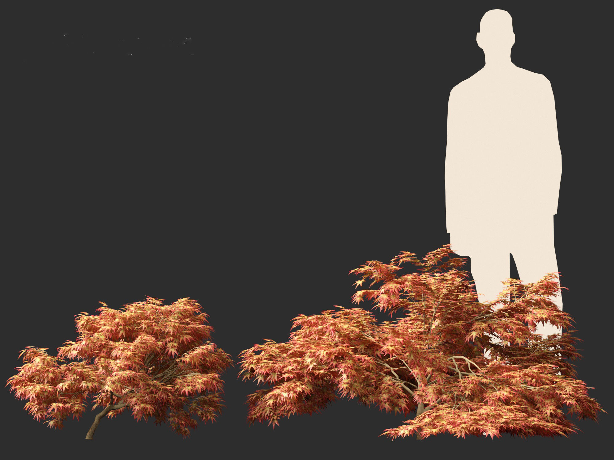 Kiyohime japanese maple - Spreading Japanese Maple 3D model_10