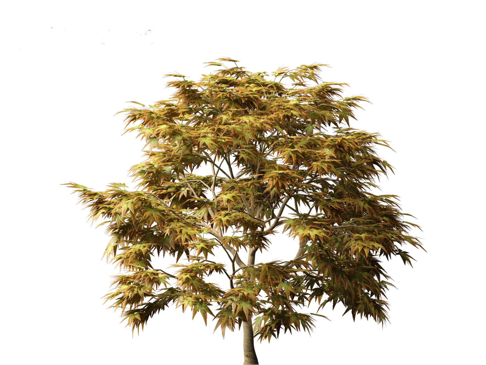 Kiyohime japanese maple - Spreading Japanese Maple 3D model_11
