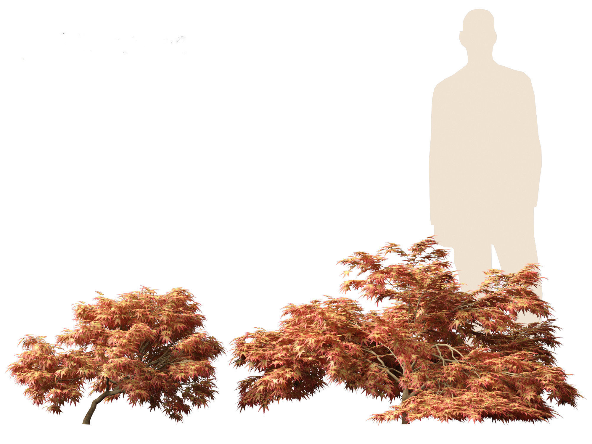 Kiyohime japanese maple - Spreading Japanese Maple 3D model_9