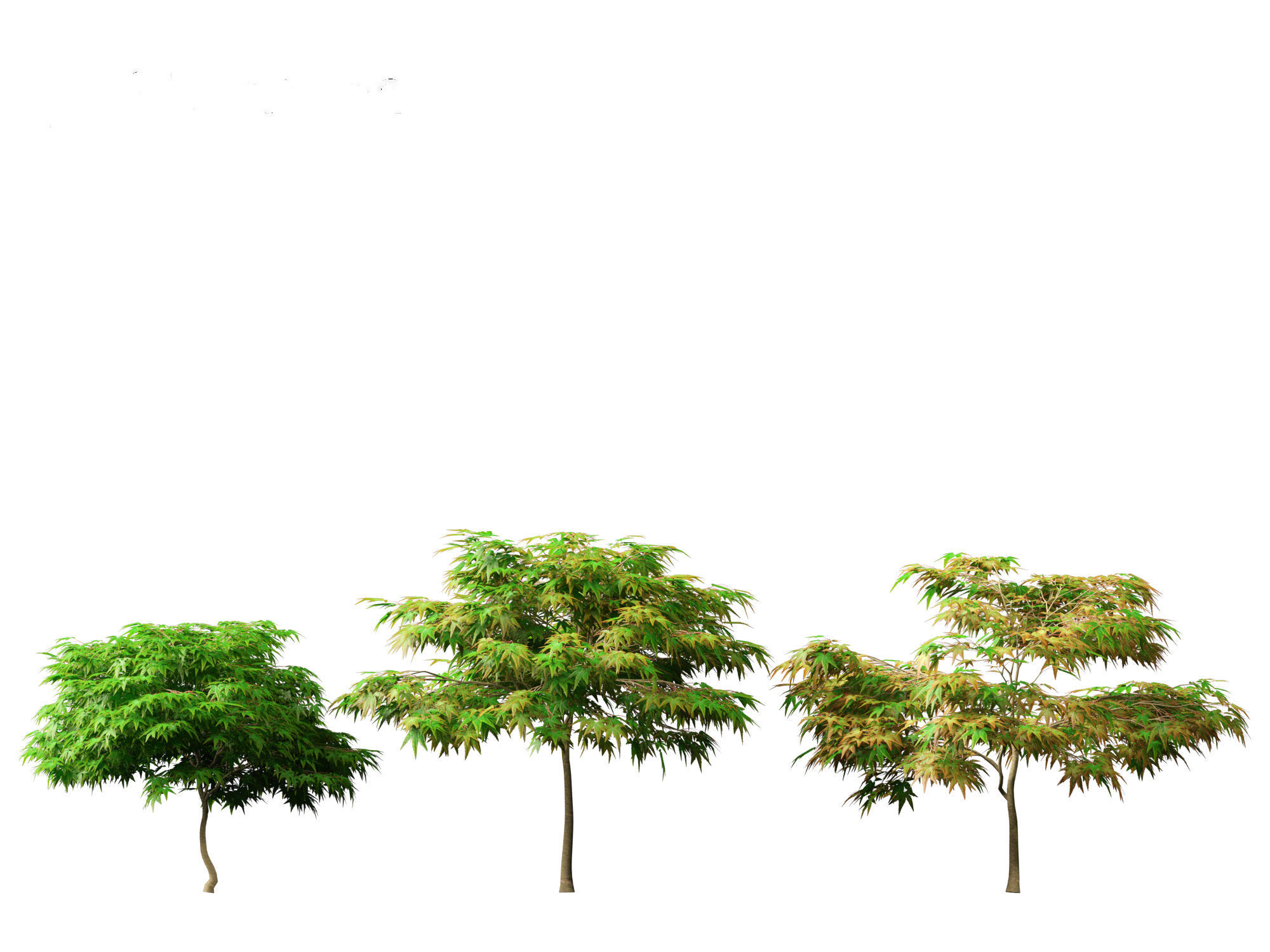 Kiyohime japanese maple - Spreading Japanese Maple 3D model_5