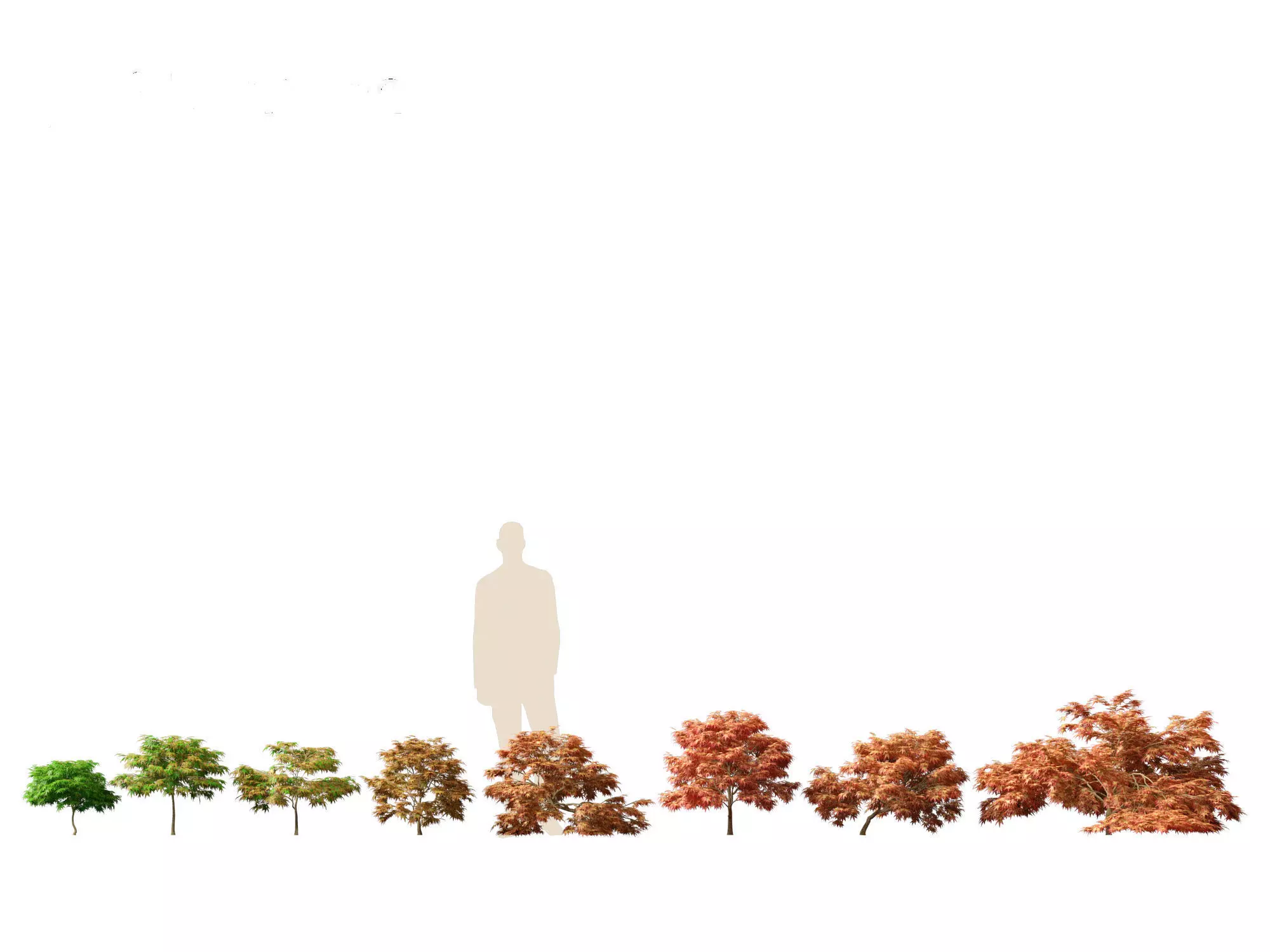 Kiyohime japanese maple - Spreading Japanese Maple 3D model_0