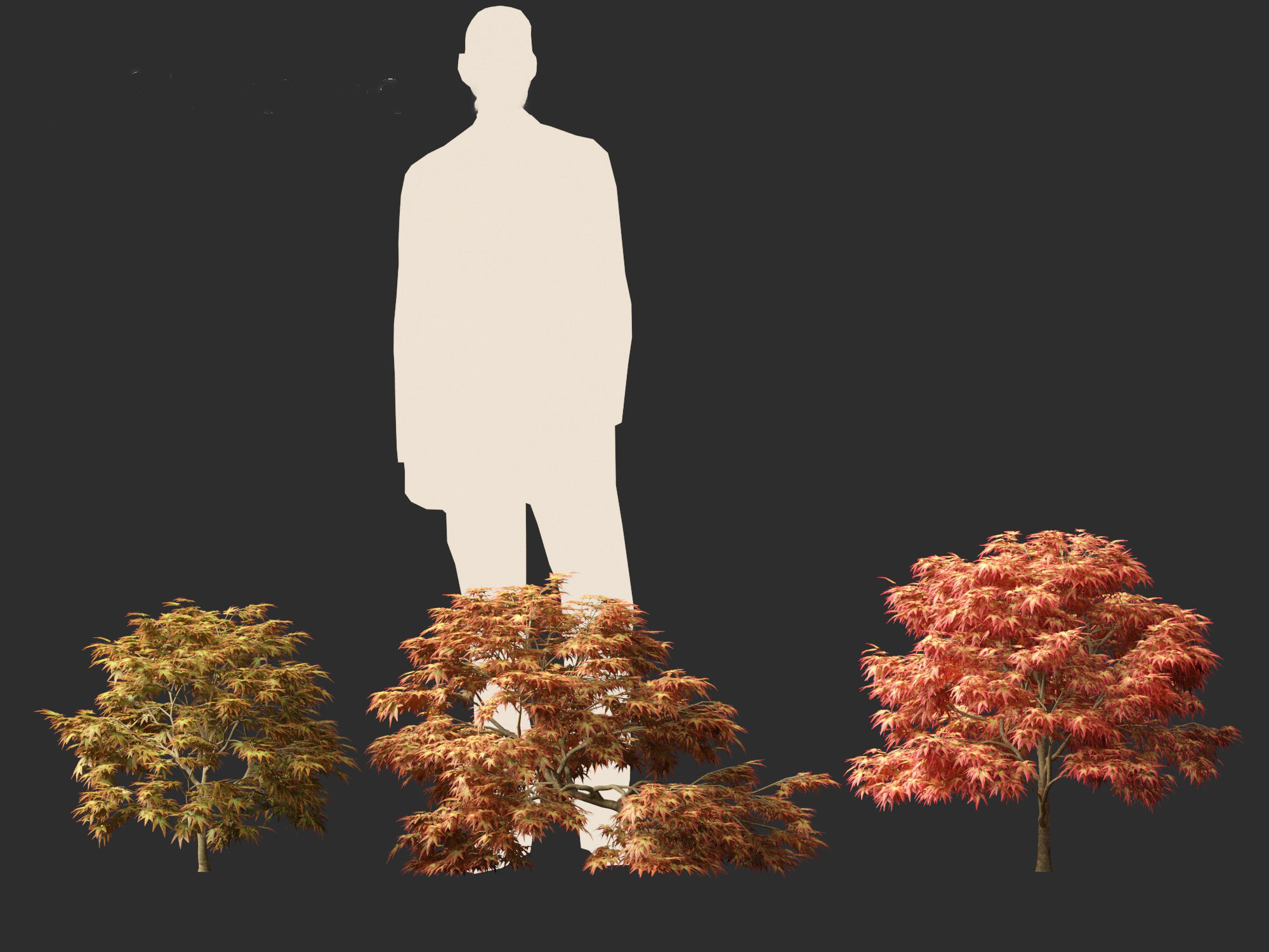 Kiyohime japanese maple - Spreading Japanese Maple 3D model_8