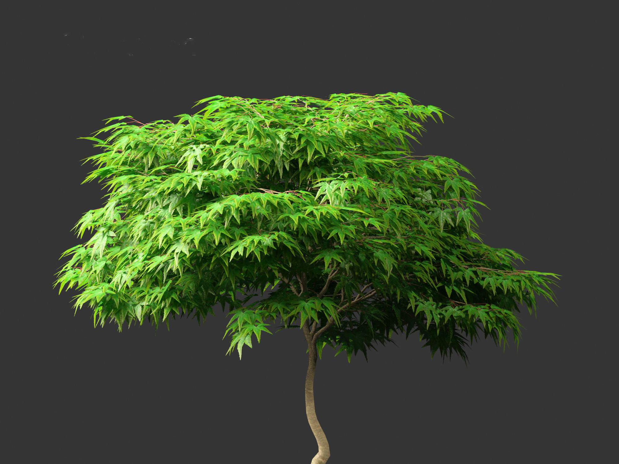 Kiyohime japanese maple - Spreading Japanese Maple 3D model_2