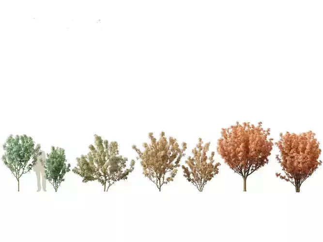 Lions head japanese maple - Acer palmatum Shishi-gashira