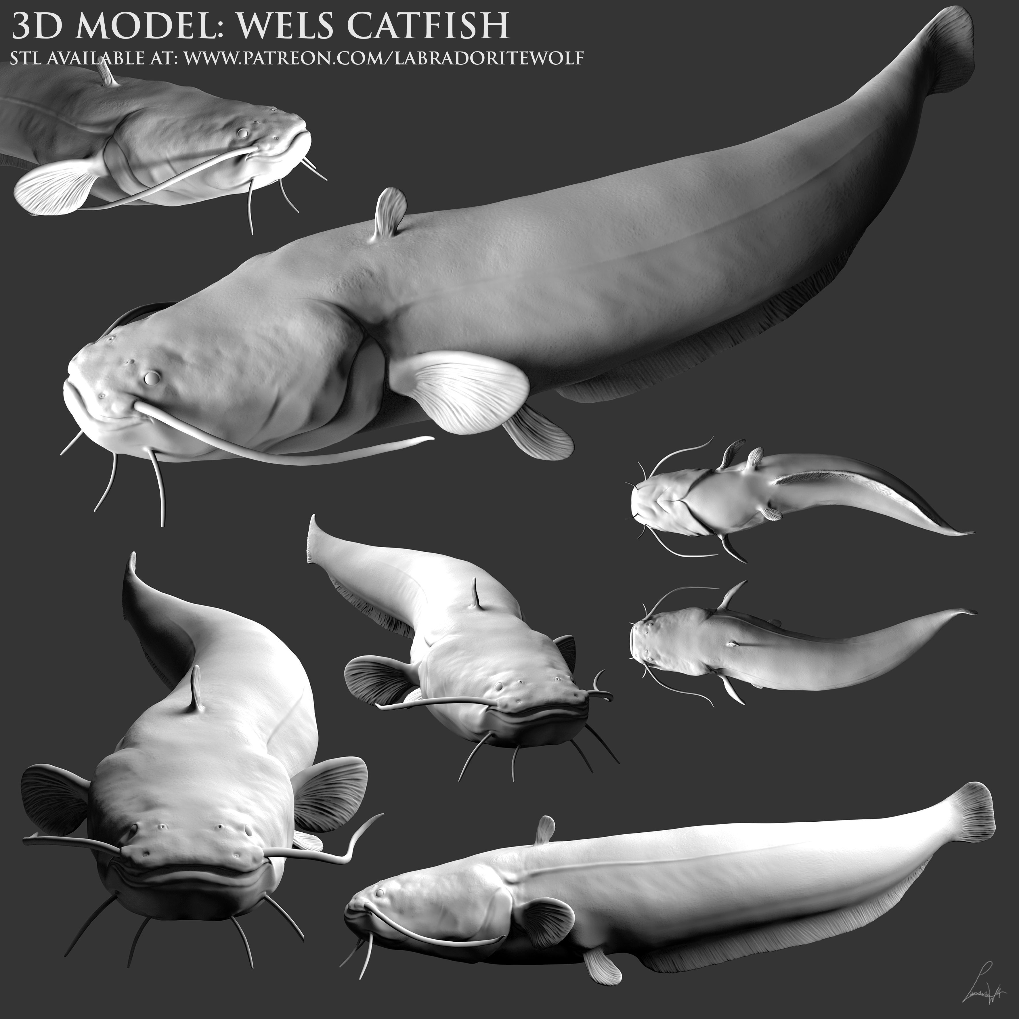 Wels Catfish 3D print model_6