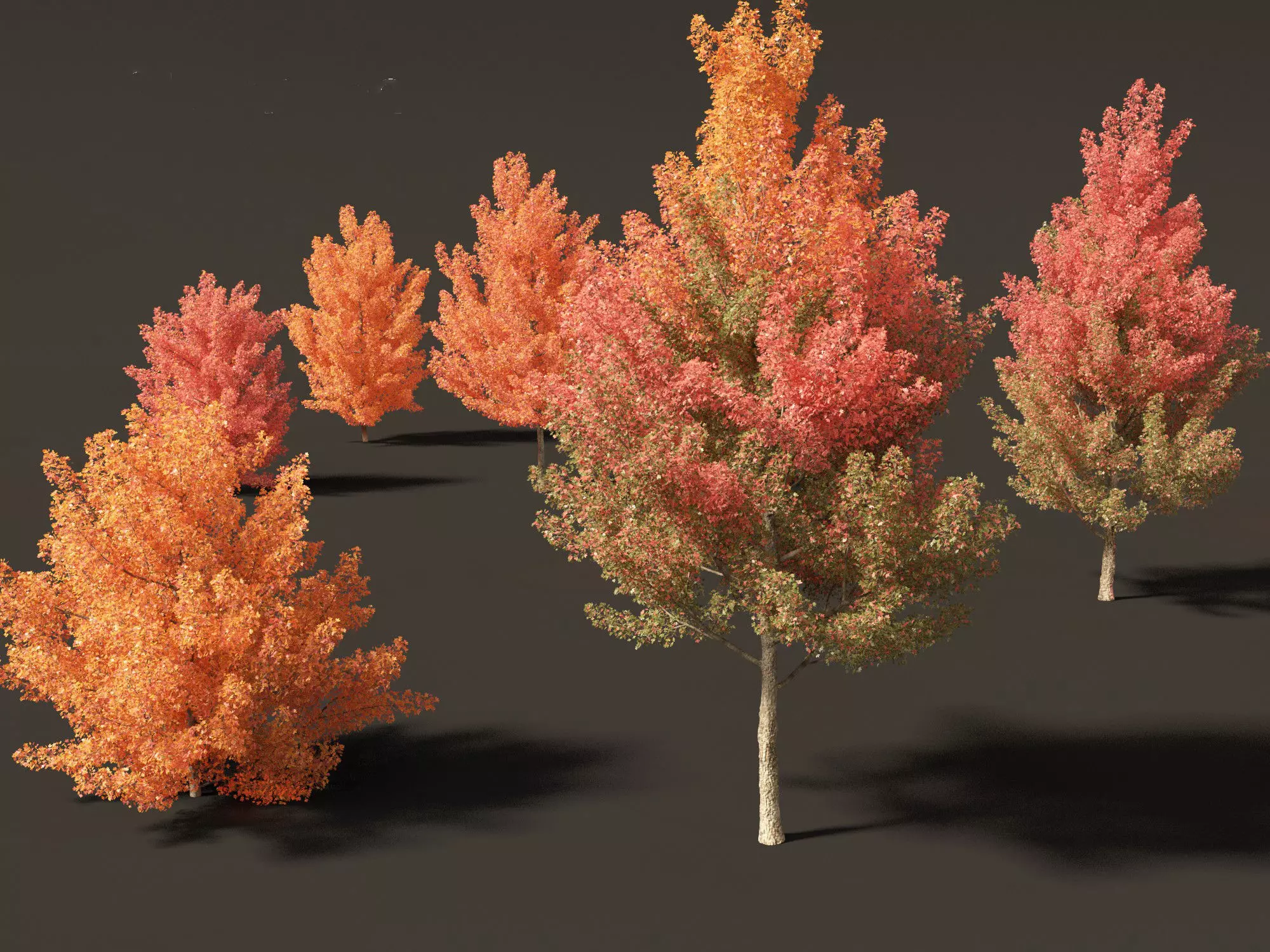 Acer monspessulanum - Montpellier 01 3D model_0