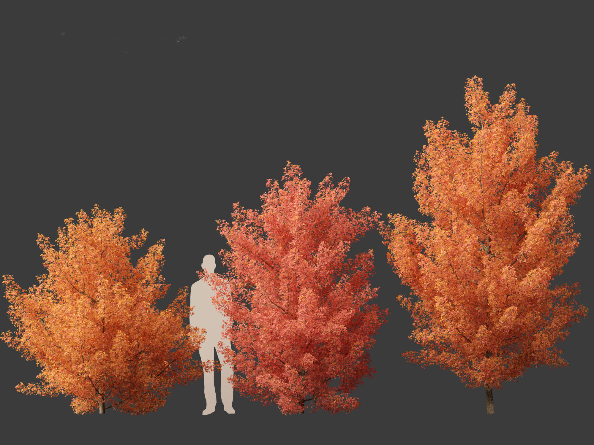 Acer monspessulanum - Montpellier 01 3D model_4