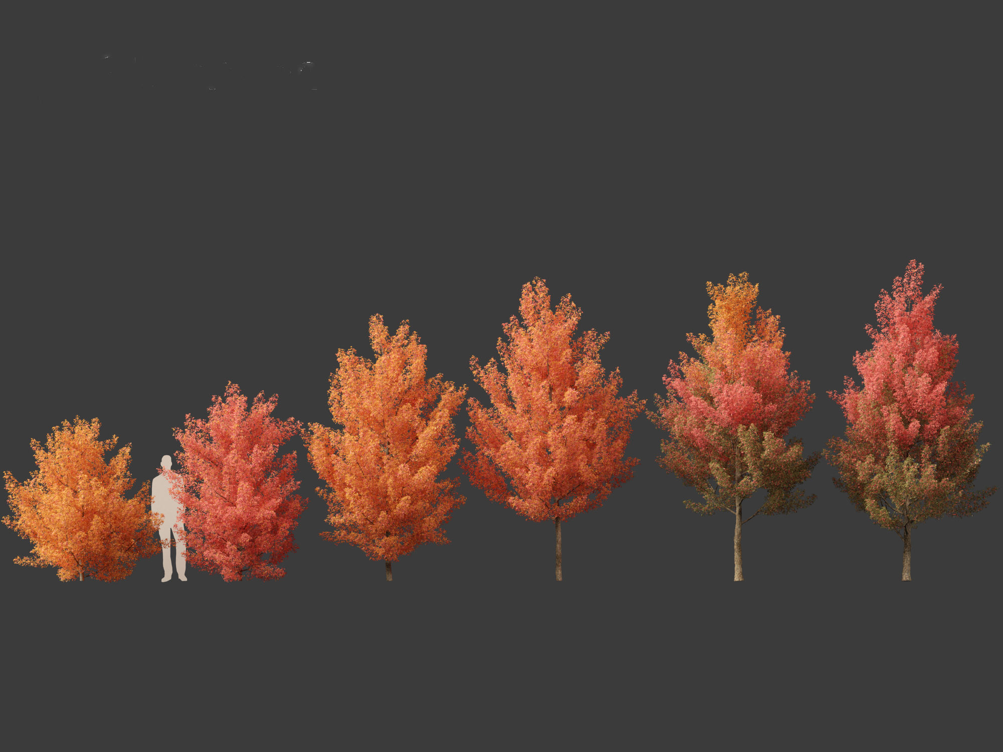 Acer monspessulanum - Montpellier 01 3D model_2