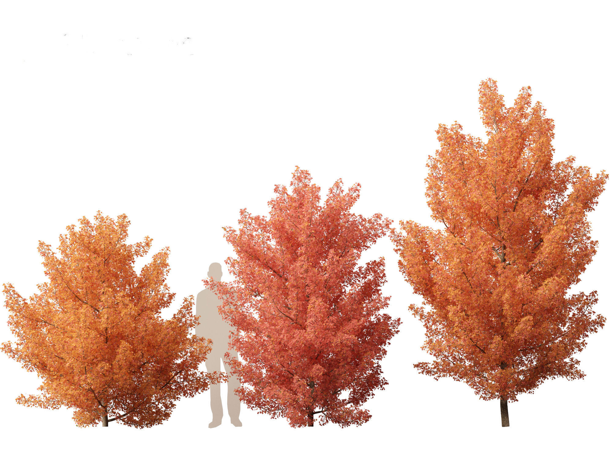 Acer monspessulanum - Montpellier 01 3D model_3