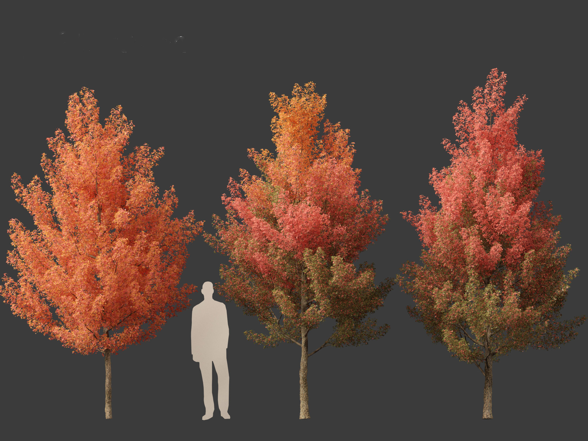 Acer monspessulanum - Montpellier 01 3D model_6