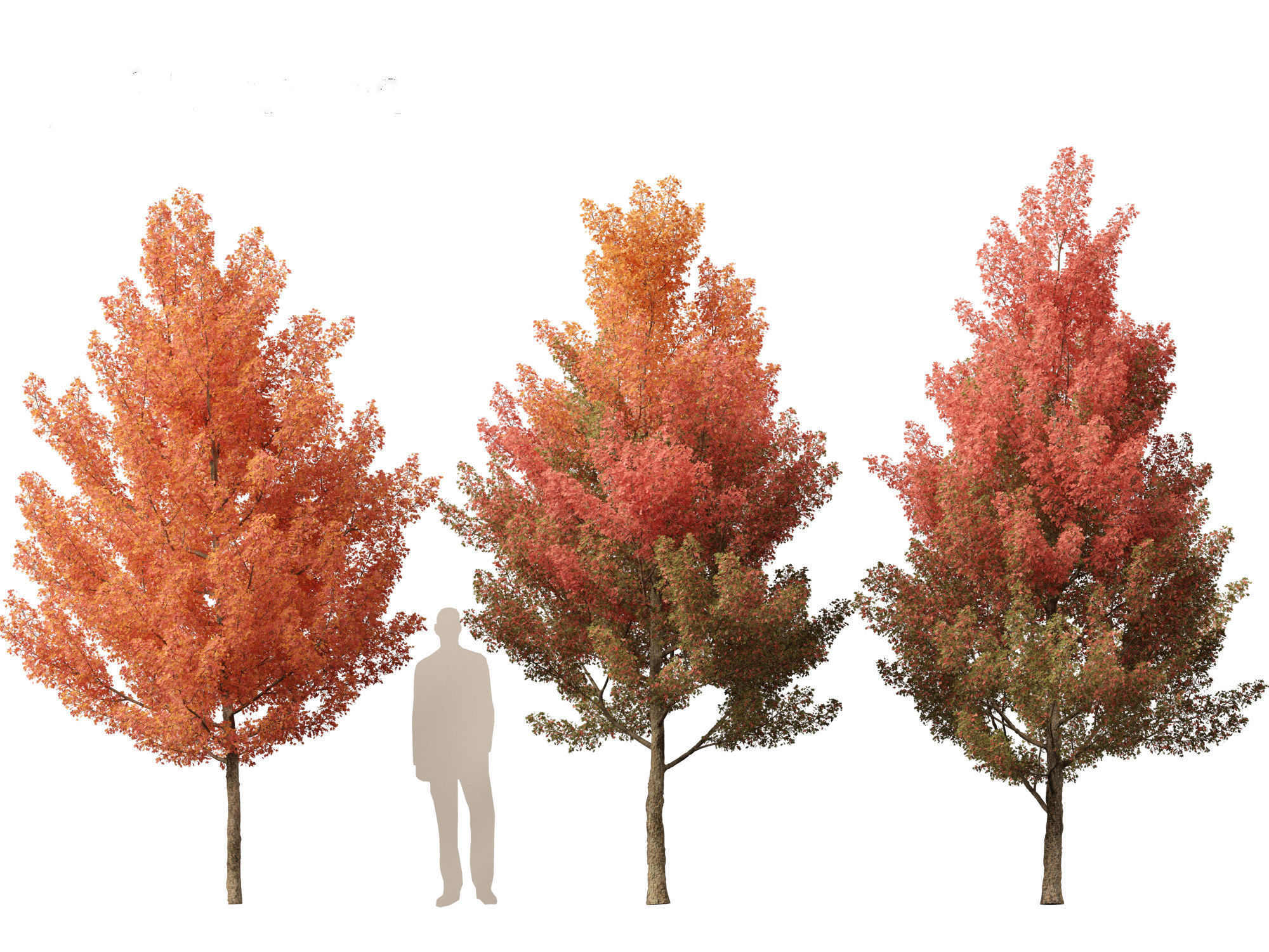 Acer monspessulanum - Montpellier 01 3D model_5